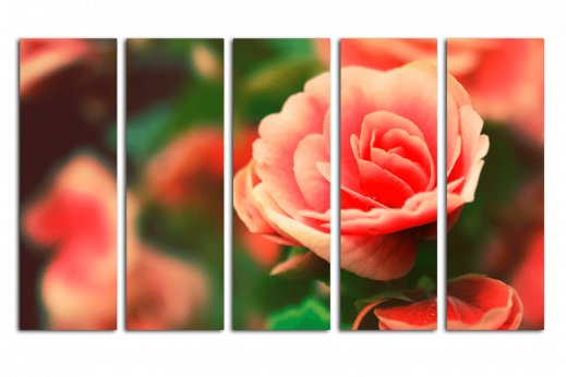 Модульная картина Роза с каплями росы